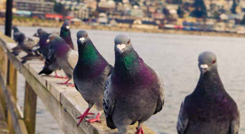 Comment ne plus avoir de pigeon sur son balcon ?